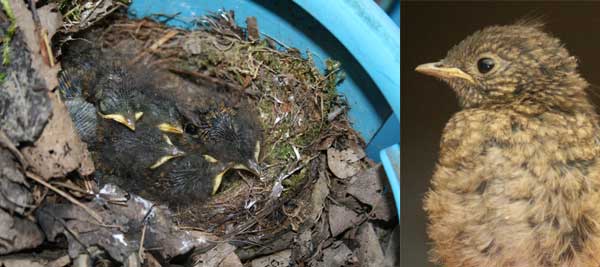 robin and nest